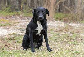 The dog is a mix of the labrador retriever and of various border collie breeds. Border Collie Labrador Mix Photos Free Royalty Free Stock Photos From Dreamstime