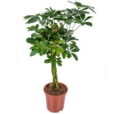 Diese 15 pflanzen gedeihen auch im halbschatten & schatten. Schefflera Arboricola Fingerpflanze Je Real De