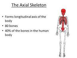 The Axial Skeleton Forms Longitudinal Axis Of The Body 80 Bones Axial Skeleton Axial Skeleton