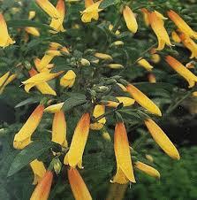 Image result for Justicia rodgersii