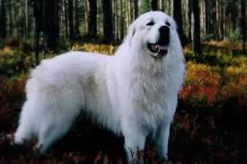 With mixed breeds, it can be difficult to predict with certainty the appearance of puppies as they grow up. How To Groom A Great Pyrenees Shepherd Mix Quora