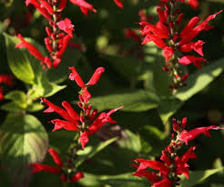 epingle sur idees jardin