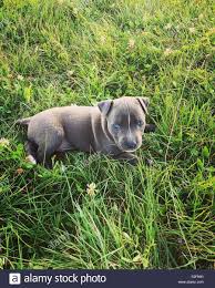 Entdecken sie hunde aus russland — info, temperament, charakteristik, bilder, preise, typische krankheiten. Blaue Hundeaugen Stockfotos Und Bilder Kaufen Alamy