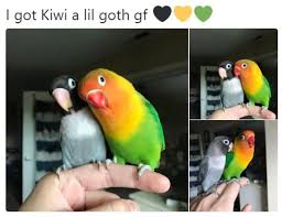 I Got Kiwi A Lil Goth Gf Goth Gf Cute Animals Funny Animals Animals