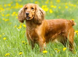 English cocker spaniels come in a variety of coat colors, including solid black, golden, red or liver, with the same colors also present in the roans. Cocker Spaniel Im Rasseportrait Zooroyal Magazin