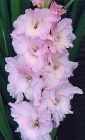 Pin On Gladiol Gladiolus