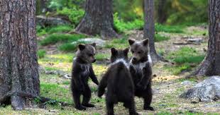 Teacher Stumbles Upon Baby Bears Dancing In Finland Forest Thinks He S Imagining It Bored Panda