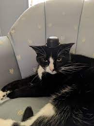 Thank God She Doesn T Have Opposable Thumbs Or I D Be Dead Https Ift Tt 301f4oy Cat Cats Cute Kittens Feline Animals Pets Cat Photo Cat Pics Feline