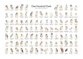 Owl Species Chart Google Search Owl Species Owl