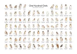 owl species chart google search owl illustration owl