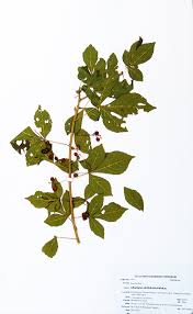 Image result for Allophylus rubifolius
