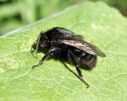 Image result for Bombus ruderatus