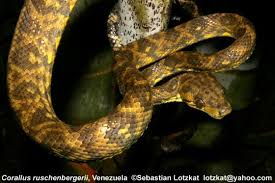 Image result for Urochloa bovonei