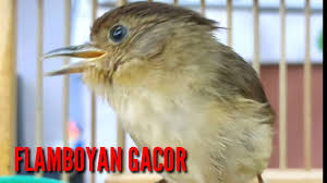 Download suara burung flamboyan betina lagu mp3 dan video mp4. 11 25 Mb Burung Flamboyan Gacor Ngebren Rapat Nyerecet Cocok Buat Pancingan Download Lagu Mp3 Gratis Mp3 Dragon