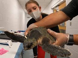Texas A&M Students Help With Sea Turtle Rescue