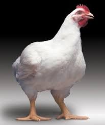 Maybe you would like to learn more about one of these? Perbedaan Broiler Dan Petelur Pt Ansell Jaya Indonesia