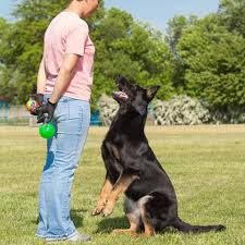 Maybe you even considered hiring a dog trainer for your unruly pup. Dog Training Course Online Accredited Dog Trainer Diploma