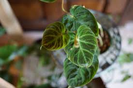 Image result for Viscum verrucosum