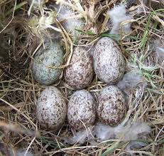 Birds That Lay Eggs On The Ground House Sparrow Sparrow Eggs House Sparrow Bird Eggs