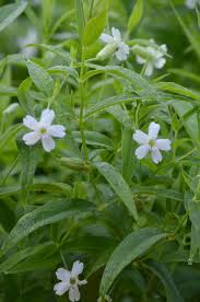 Image result for Silene