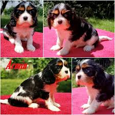 Eladó 12 hónapos kan Cavalier King Charles spániel kutya