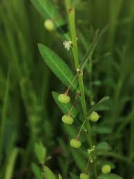 Image result for Phyllanthus pentandrus