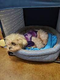 Bark gallery often volunteers with several pet rescue organizations in the las vegas area. 870 Rescue Me Ideas Rescue Dogs Adoption