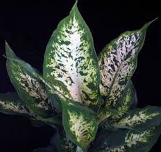 Spotted Dumb Cane Camilla Dumb Cane Spotted Dumb Cane Poisonous Plants Plant Leaves Camilla