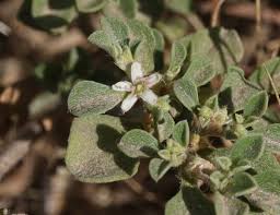 Image result for Galenia procumbens