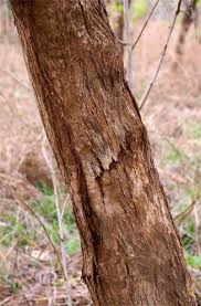 Image result for Dalbergia boehmii