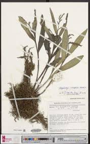 Image result for Polystachya caloglossa