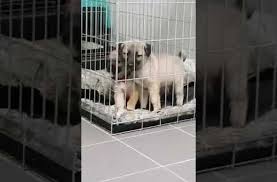kangal ciftligi izmir laundry machine washing machine home appliances