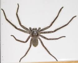 Camel spiders, also known as wind spiders, wind scorpions, and sun scorpions, are a type of arthropod found (among other places) in camel spiders are venomous, and their venom contains a powerful anesthetic that numbs their victims (thus allowing them to gnaw away at living, immobilized. Huntsman Spiders In Dubai British Expats