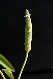 Image result for Sphenoclea