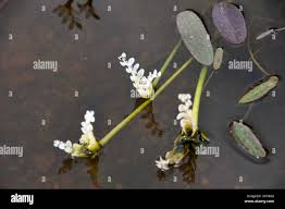 Image result for Aponogeton desertorum