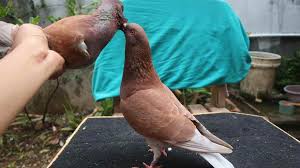 Tetapi dibalik itu semua warna bulu dapat juga menentukan karakter dari burung tersebut. Merpati Tidak Mau Giring Giringnya Jelek Ini Solusinya Dunia Hobi