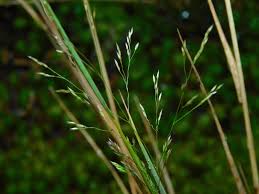 Image result for Pseudobromus