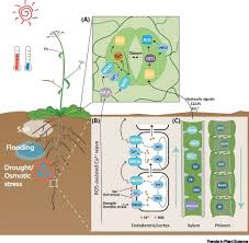 We did not find results for: How Roots And Shoots Communicate Through Stressful Times Trends In Plant Science