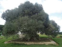 Timeline Photos Www Pageshalal Fr Facebook Beautiful Tree Nature Landscape