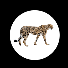 34 ads for exotic pets in south africa. Cape Exotic Animal Hospital Birds Rabbits Exotic Vet