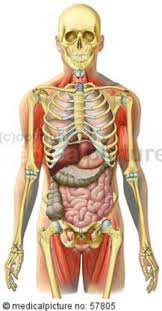 Windham was previously a surgical. Anatomical Illustrations Skeleton With Pectoral Abdominal Pelvic Intestines And Skeletal Muscles Doccheck