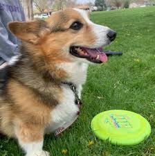 Corgi hybrids are the new definition of cute. P0r1f Khhtq Bm