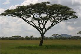 Image result for Acacia amythethophylla