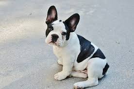 The french bulldog, however, could be mistaken for the english bulldog. French Bulldog Price What Does A Frenchie Cost My Dog S Name