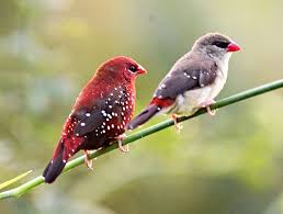 Birds Of A Feather Flock Together Meaning In English Avadavat Definition Meaning English Picture Dictionary Imagict Finches Bird Pretty Birds Beautiful Birds