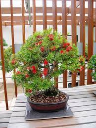 Bottle Brush Bonsai Tree Google Search Bonsai Tree Bonsai Bonsai Plants