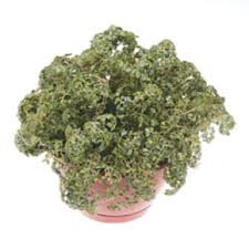 Image result for Pilea johnstonii