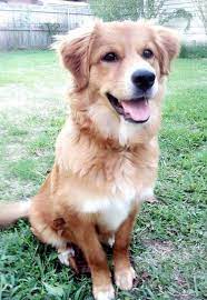 Pin By Christinerimmer On Grace Golden Retriever Mix Puppies Golden Retriever Mix Golden Retriever German Shepherd