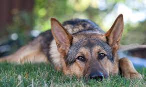 Click on a dog to find out more about them and check out our new virtual adoption events every saturday at 12 noon on facebook and instagram! Bay Area German Shepherd Rescue