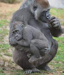 Monroe A 2 And A Half Year Old Gorilla Is Such A Mama S Boy Here He Is Seen Clinging Onto His Mother At The San Dieg Cute Animals Animals Animals Beautiful